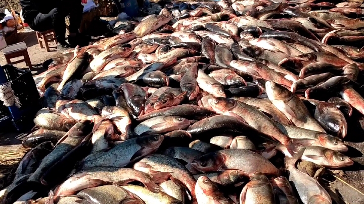 谁说只有海里有大鱼,看看云南这里的鱼又肥又大,整个湖边都是