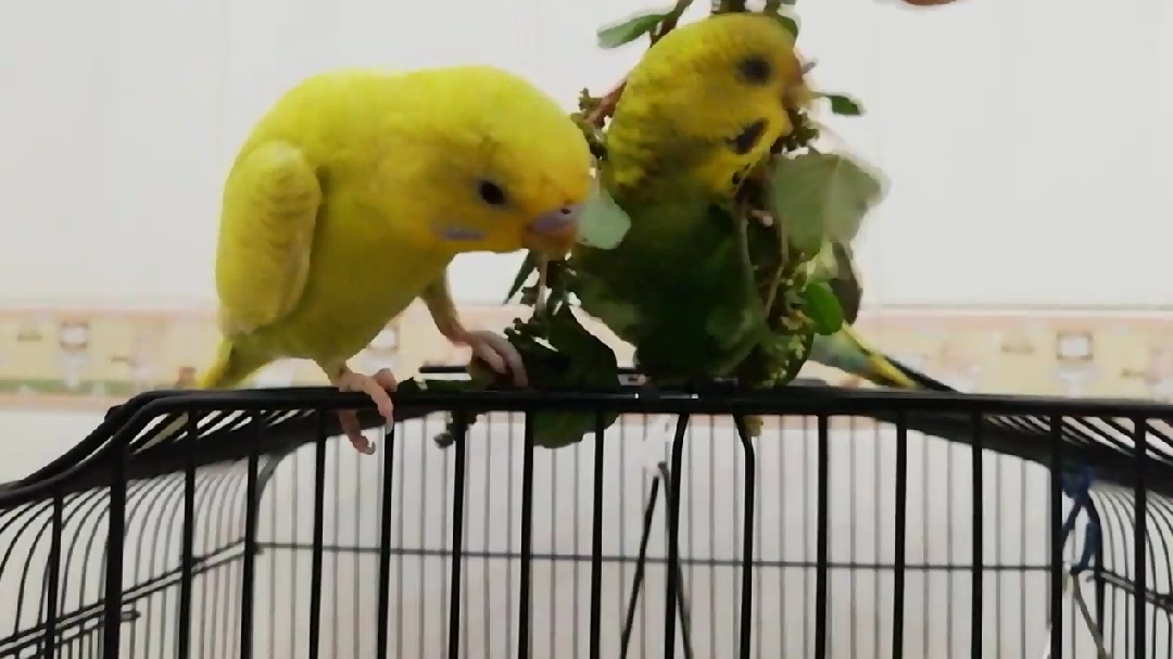 今天小鹦鹉又有结满籽的野苋菜吃了,看它们吃得津津有味。