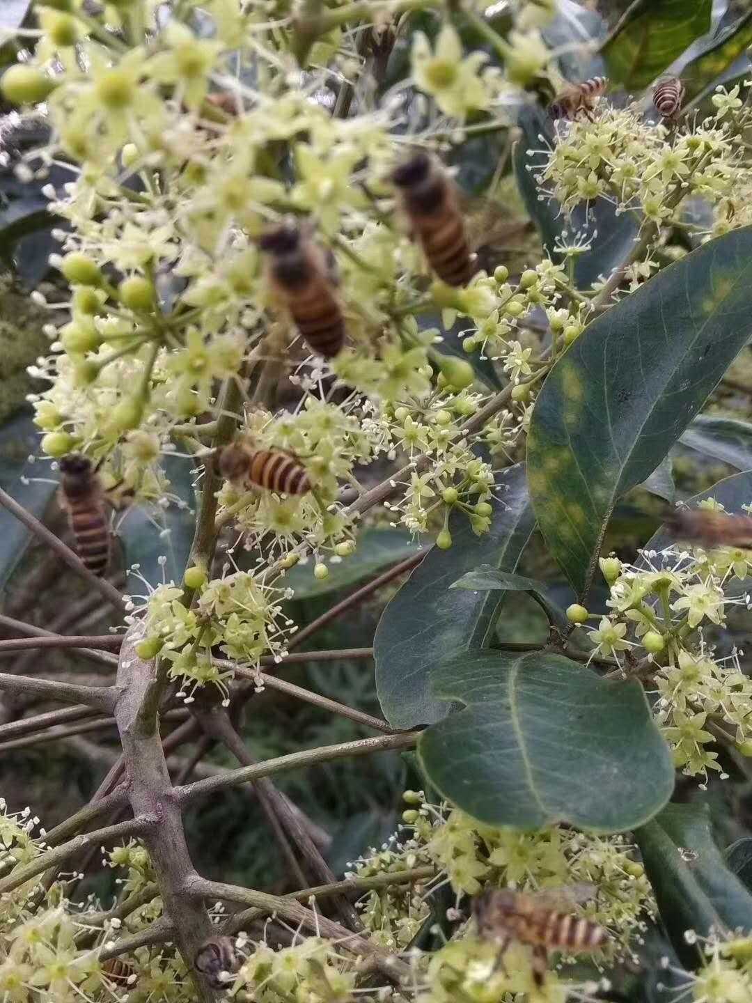 小蜜蜂,鸭脚木花蜂