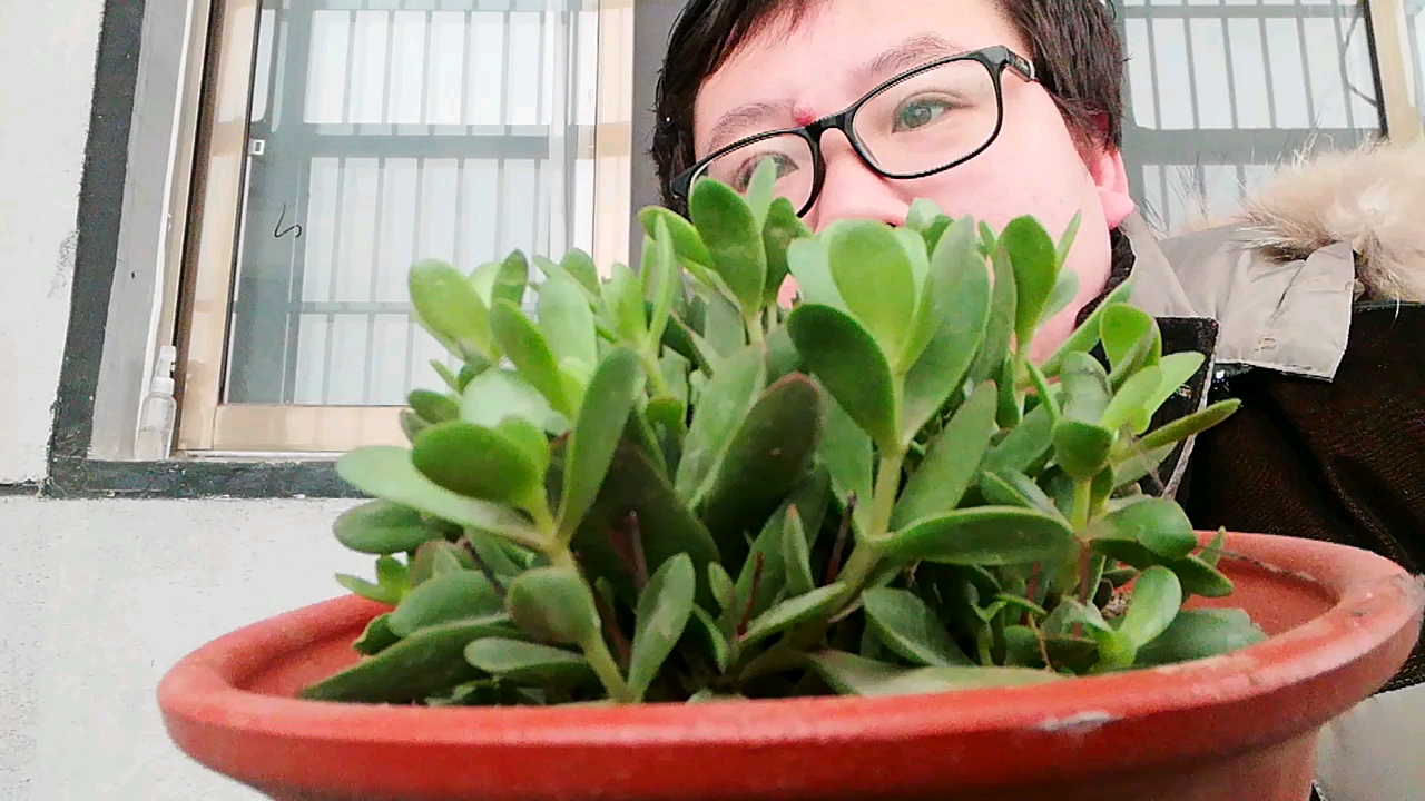 多肉植物霉菌斑病的预防和治疗,还有所用药物,让多肉长势喜人