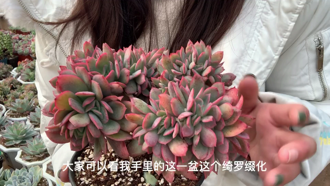 多肉植物之绮罗缀化-如何养护看这里!