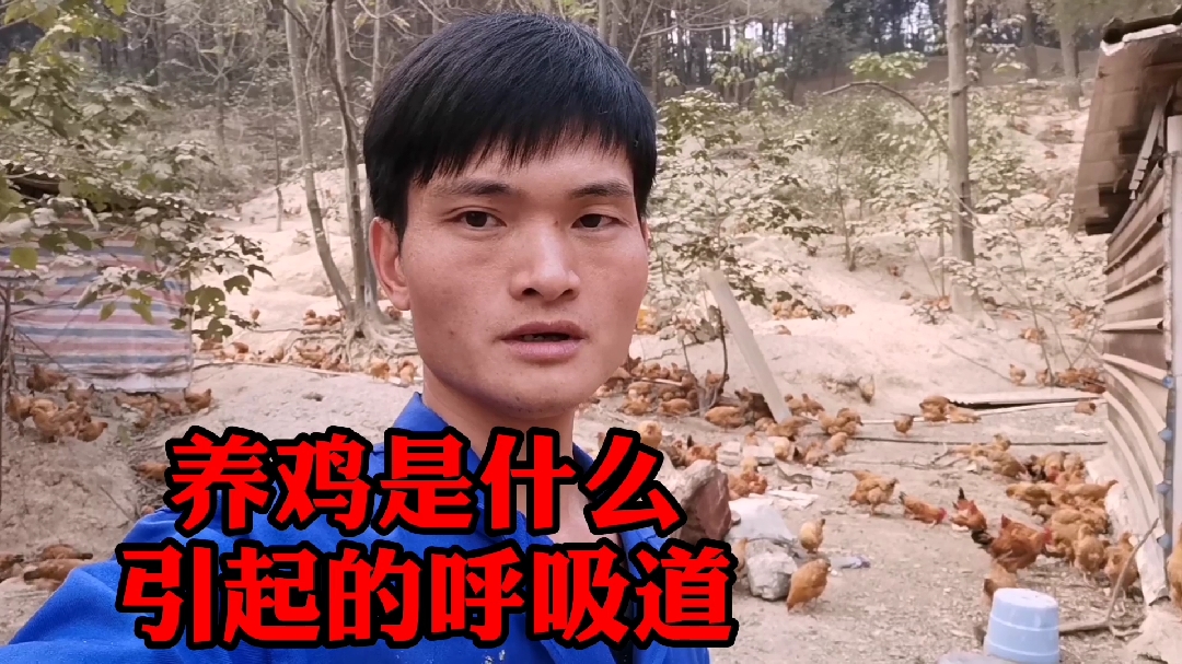 养鸡的过程中鸡得了呼吸道就会续发很多的疾病,你知道吗?