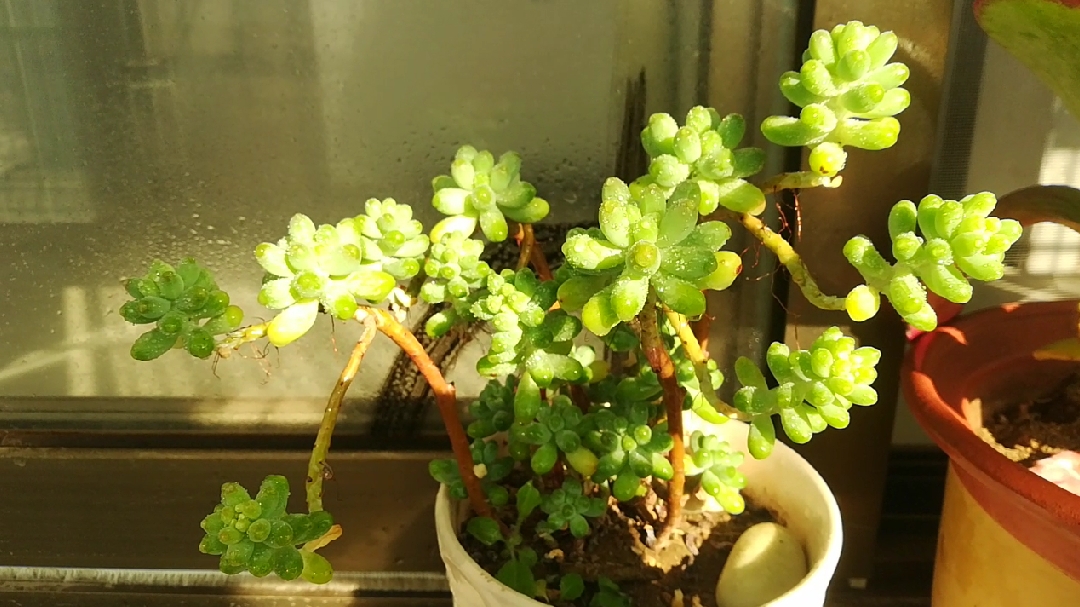 多肉植物晒斑的形成,治疗和预防,让你的的多肉更漂亮