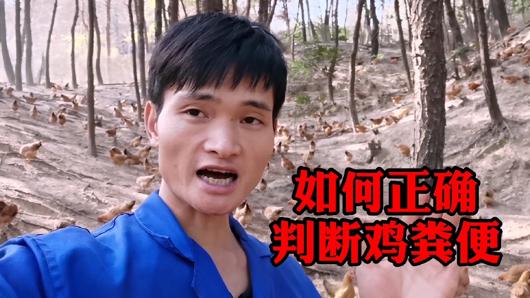 养鸡过程中看鸡的粪便就知道鸡有什么病,简单明了值得收藏