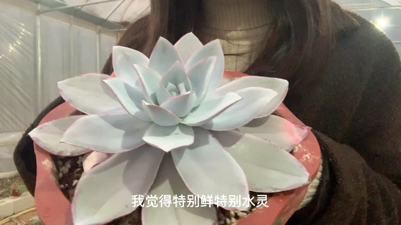 多肉植物之广寒宫-看到最后文末惊喜