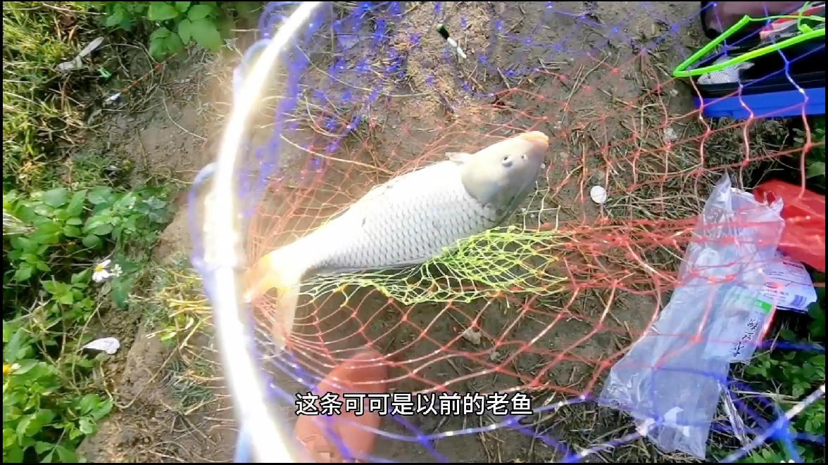 #户外钓鱼钓大青鱼大草鱼 第一天祝钓友们鱼获多多爽杆成功