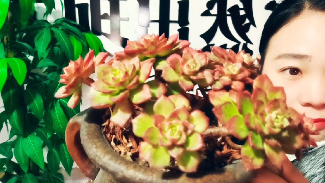 多肉植物蒂亚终于出状态了,蒂亚的习性、日常养护需要注意什么