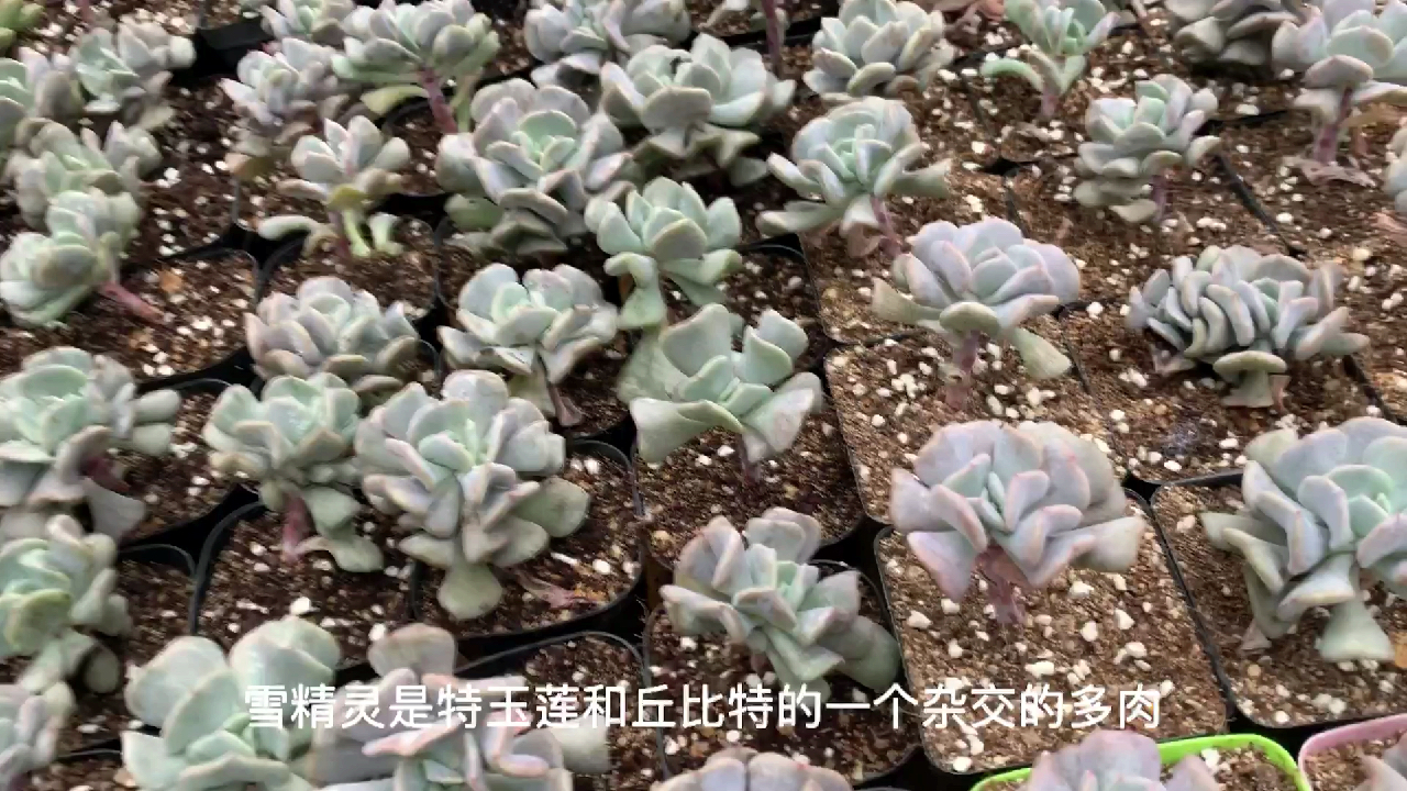 多肉植物之雪精灵-如何养护生长习性看这里