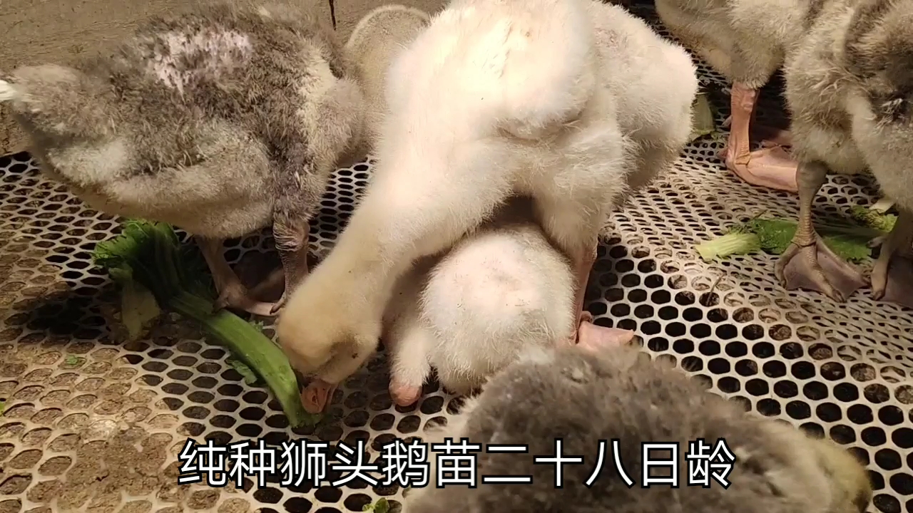 全国最大的鹅你们知道是什么鹅吗?看看就知道了