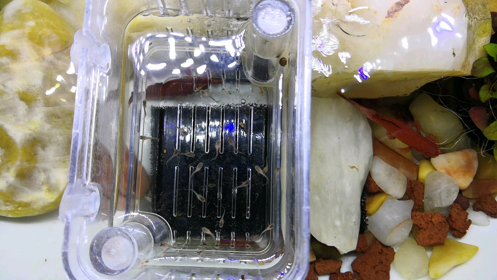 金苔鼠怎么繁殖?