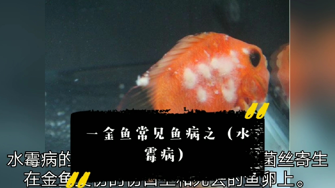 一金鱼常见鱼病之(水霉病)