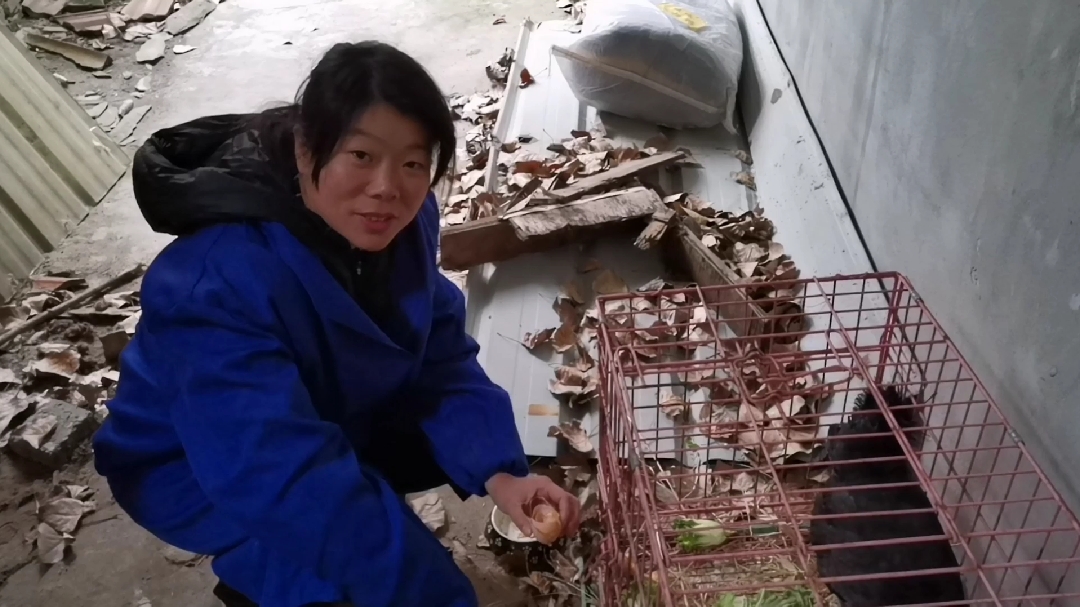 好开心,市场买的鸡竟然能下鸡蛋,女汉子连忙给鸡搭起了棚子