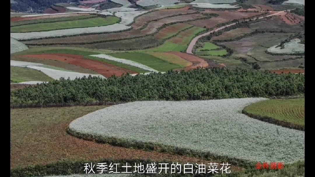 东川红土地冬季美景,这个季节最大特色就是白色的油菜花盛开。