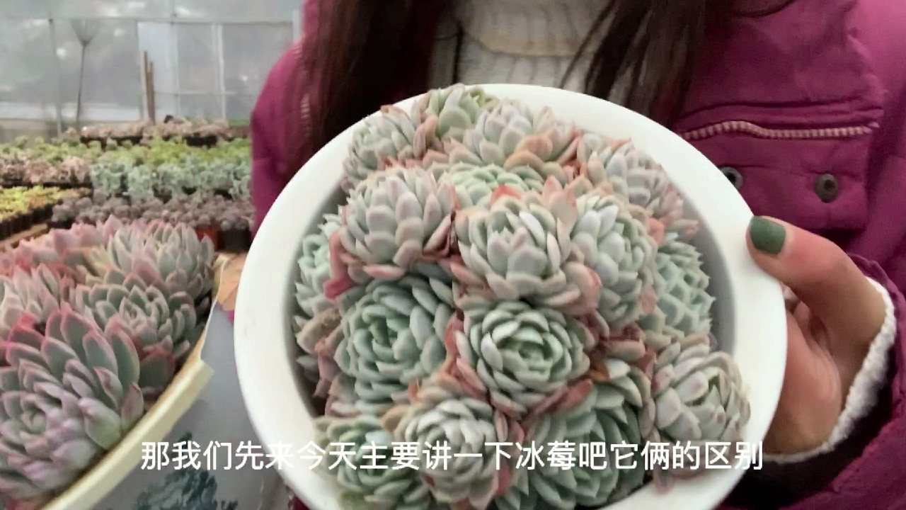 多肉植物之冰莓-艾瑞巴蒂你们心心念念的冰莓来咯!