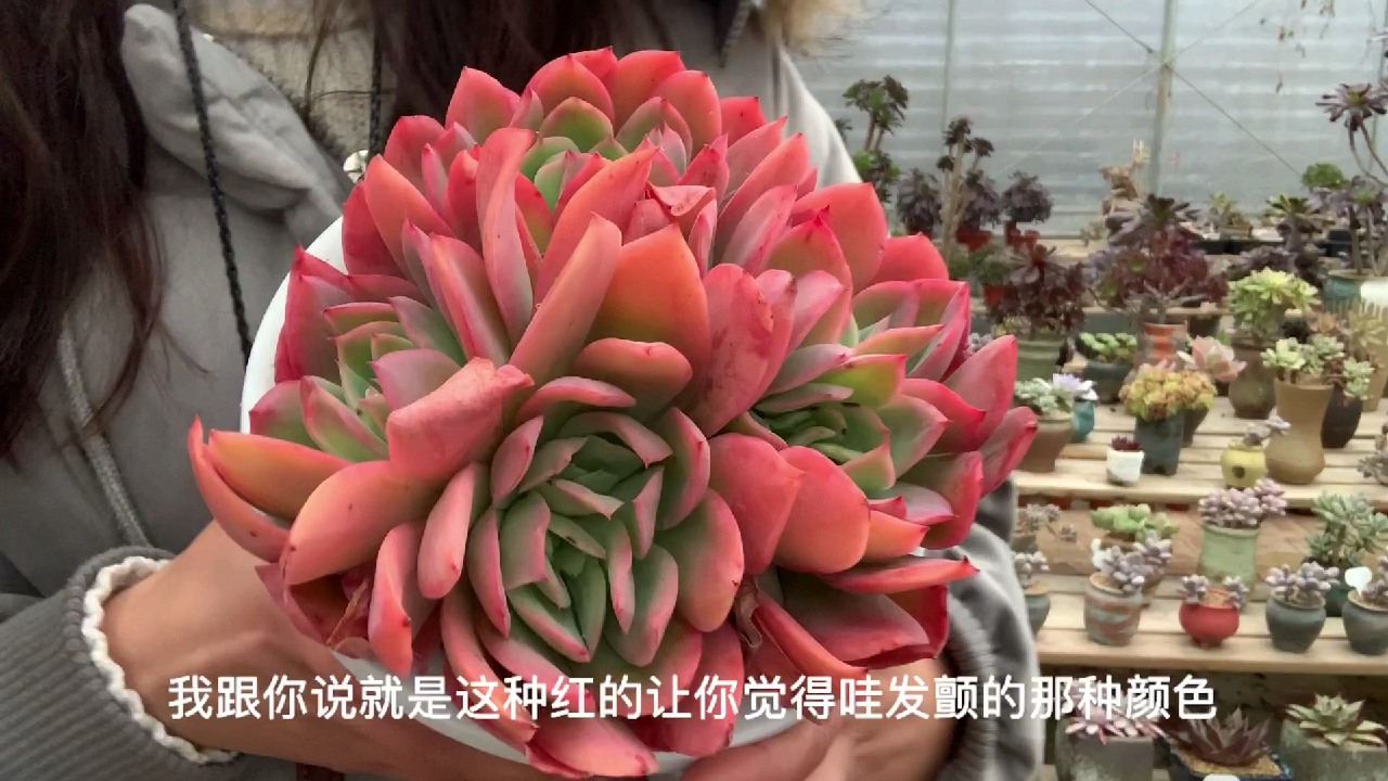 多肉植物之绮罗-简直就是鸿运当头必备款啊!