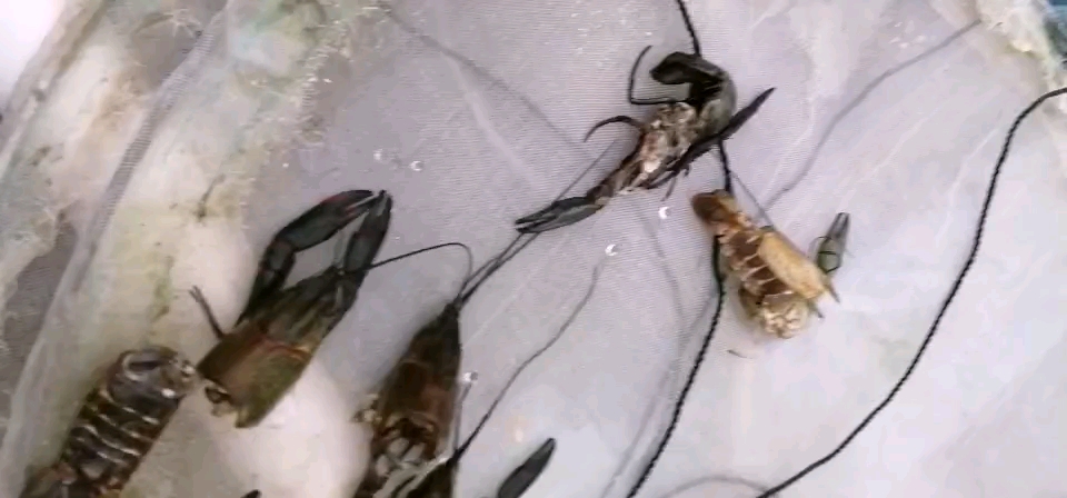 想吃的来,澳洲淡水小龙虾