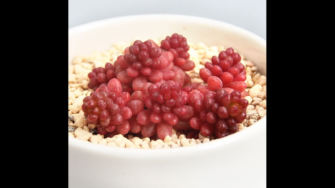 乙女心,虹之玉,浆果这三种多肉真的不好区分,大家看看是不是同