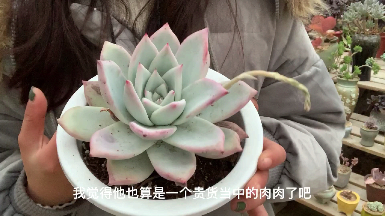 多肉植物之原始野卡-超仙的景天科肉肉