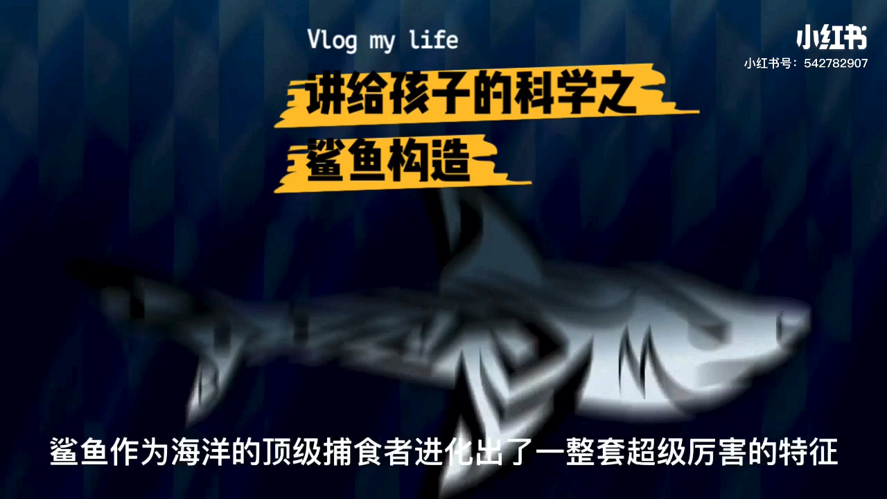 鲨鱼的第六感和预知能力竟然是这样的