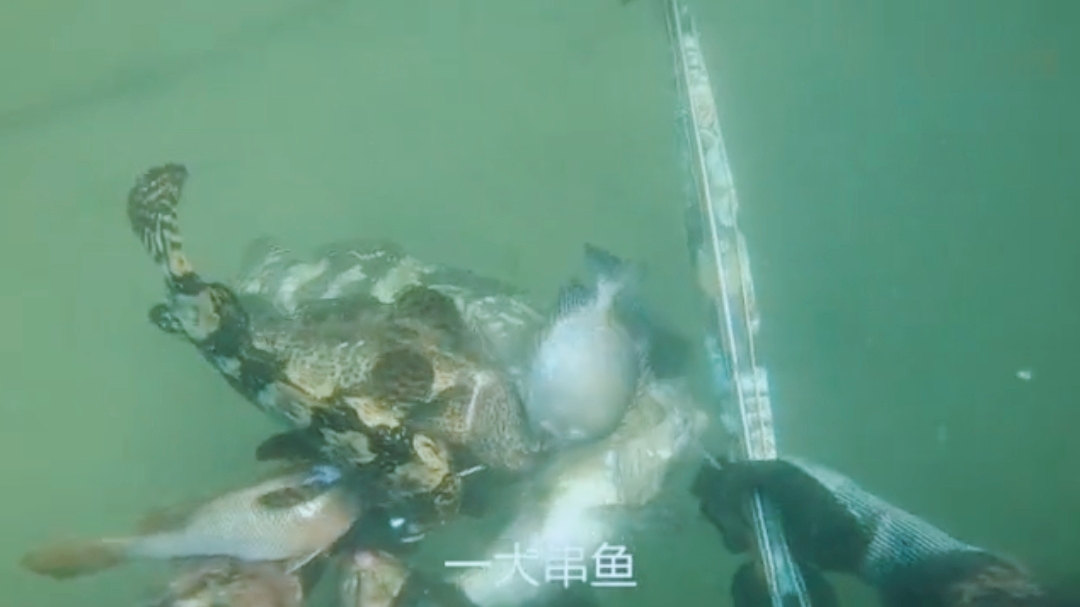 潜入石斑鱼的栖息地,用鱼镖射杀多条各种石斑鱼,刺激的捕鱼方式