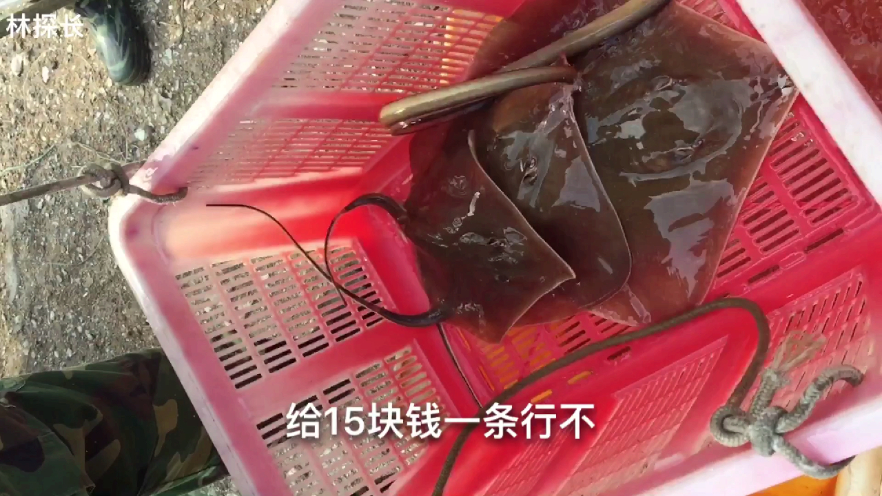 野钓收获魔鬼鱼黄鲷黄鲷鱼,条条生猛鲜活,收购商给的价格凉透了
