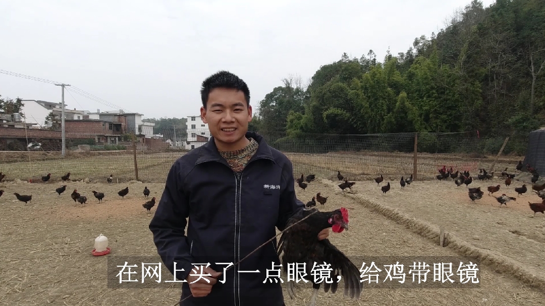 公鸡打架怎么办?农村小伙为了减少伤亡,给公鸡戴上了眼镜