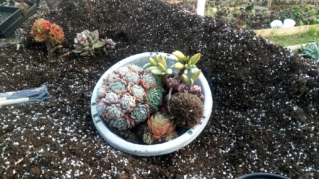 植清源奇幻多肉,新手必看,上盆及修根配盆,你见过这些多肉吗?
