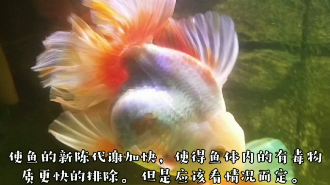 十 金鱼鳞片变黑有黑锈是什么原因?