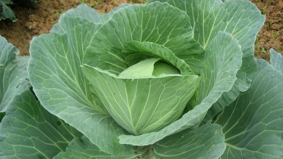 舌尖上的美食包菜好吃有窍门,加两块豆腐乳比大鱼大肉都香