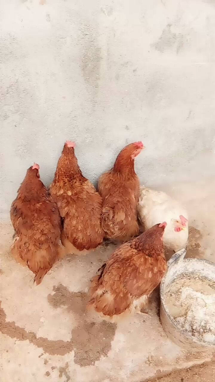 一群群小鸡