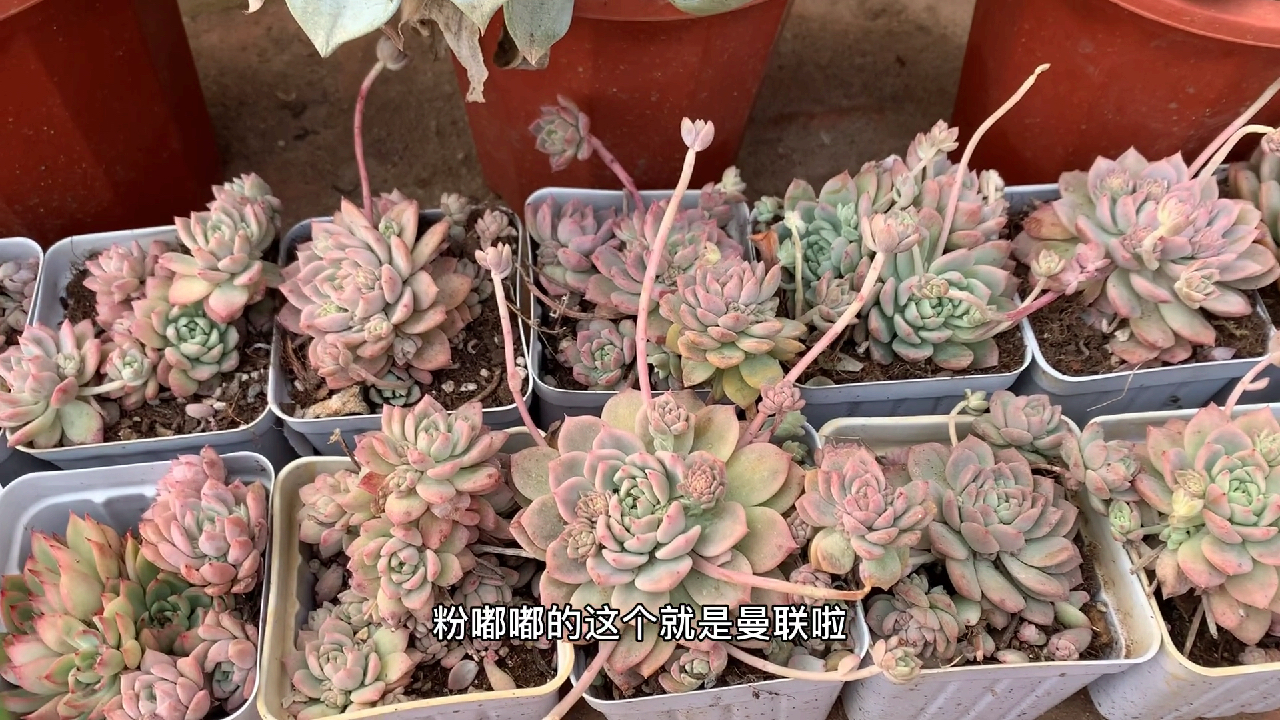 多肉植物之粉蔓-易爆盆发侧芽就粉蔓啦