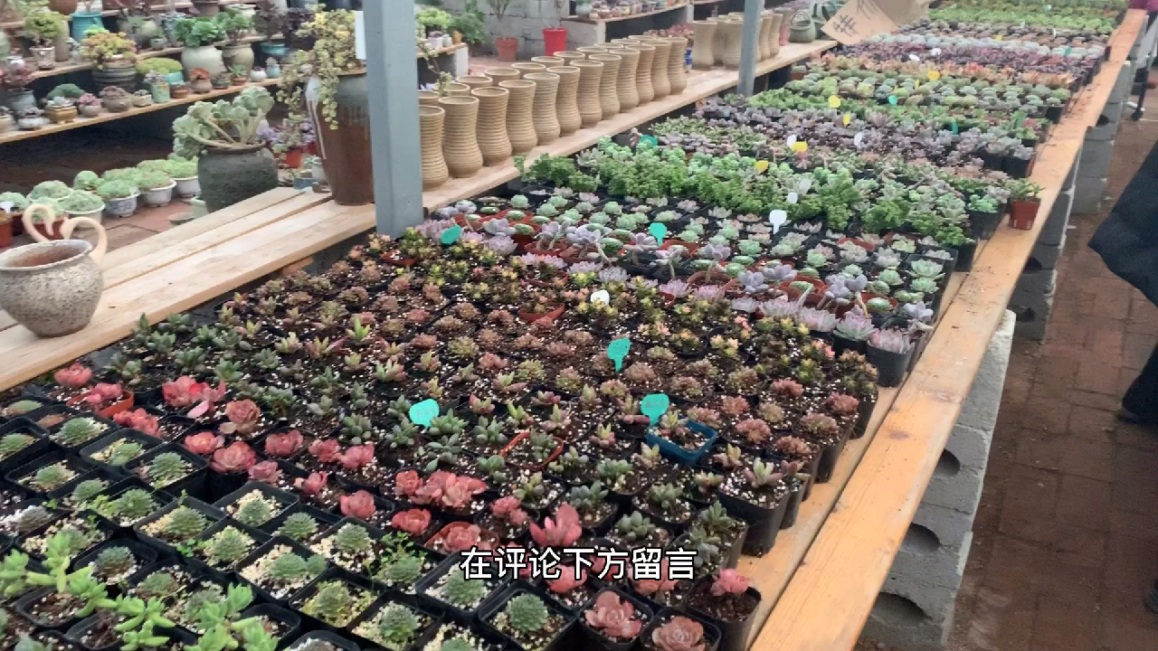 多肉植物之各种肉肉-这是个碎碎念的福利视频