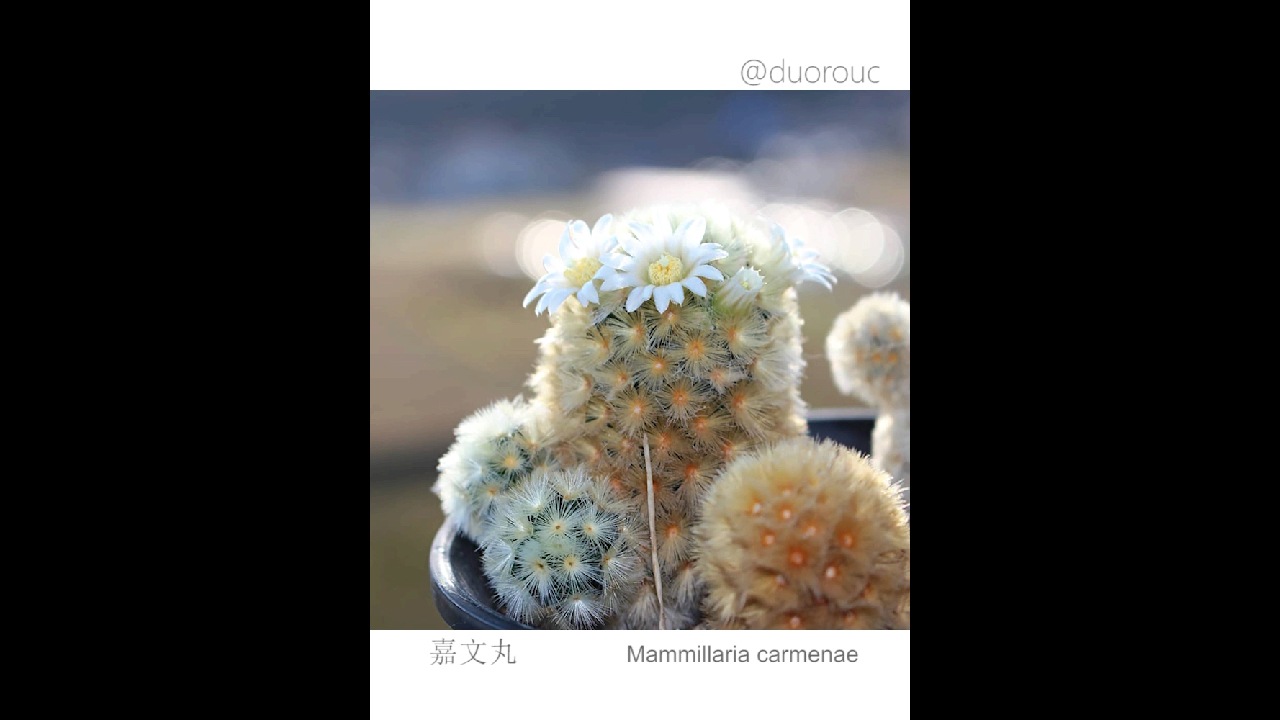 多肉植物 仙人球 嘉文丸