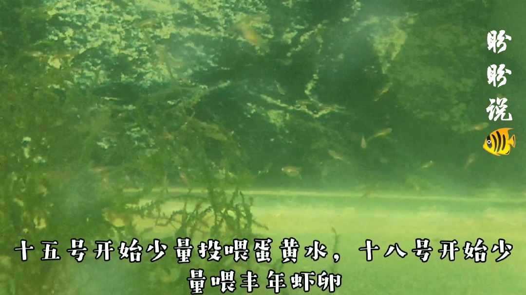 金鱼卵 孵化第十天的变化
