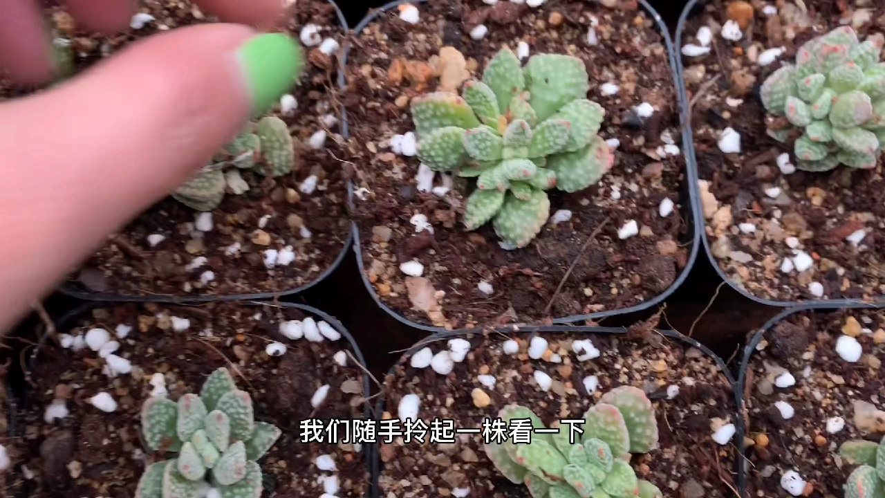 多肉植物之火星兔子-密集恐惧症者谨慎观看