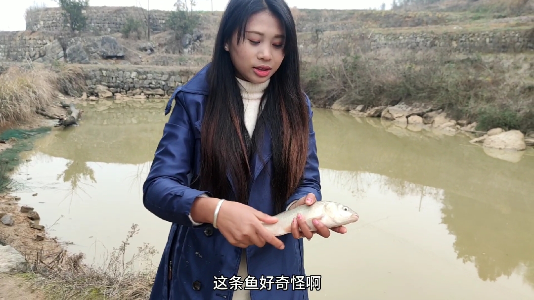 农村鱼塘出“怪鱼”,鲫鱼身体,鲤鱼头,90%的人没见过
