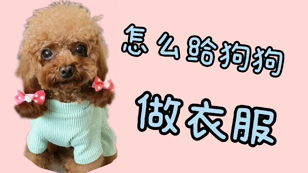 新年穿新衣,怎么给狗狗做衣服?进来进来。