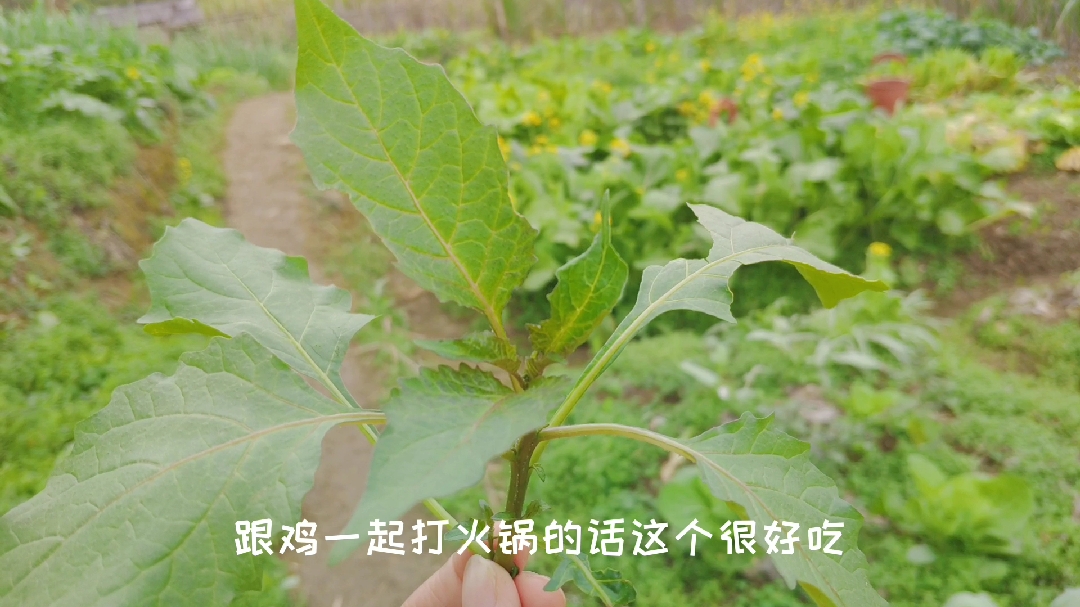 先苦后甜,吃后嘴里回甘,有谁吃过这个野菜?