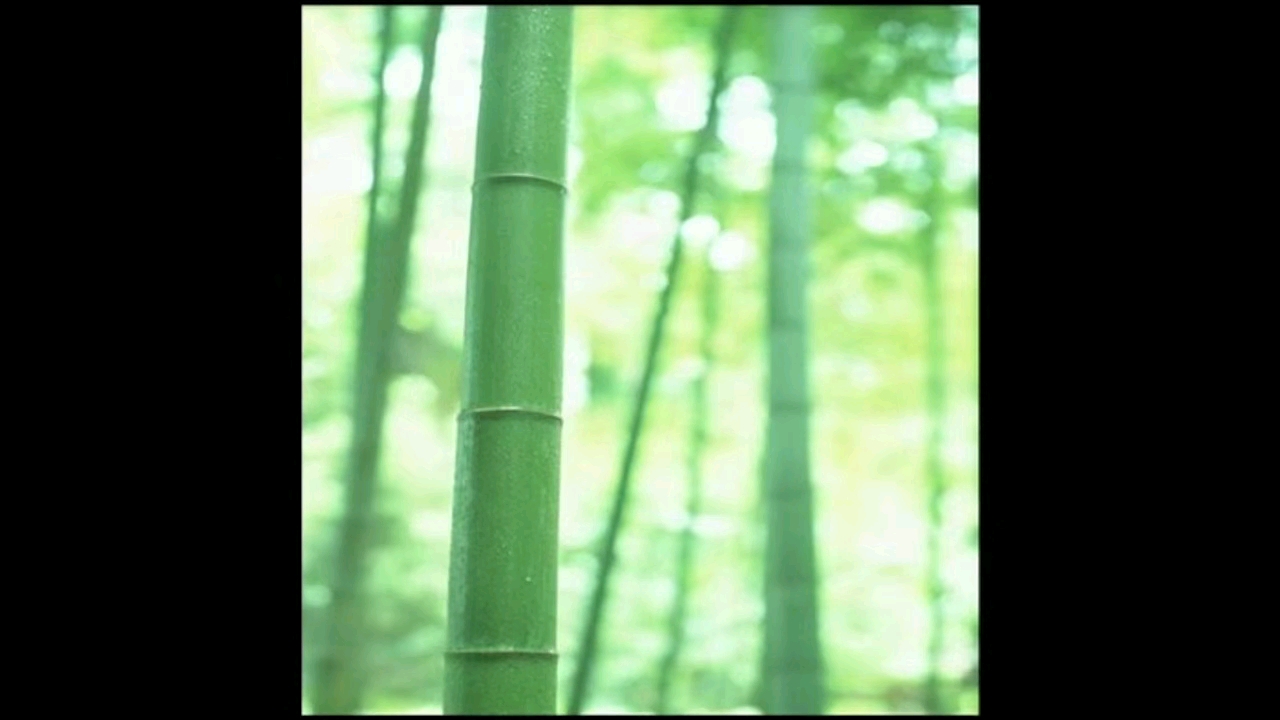 徐湛国画教学视频播单 国画菊花叶子的画法视频