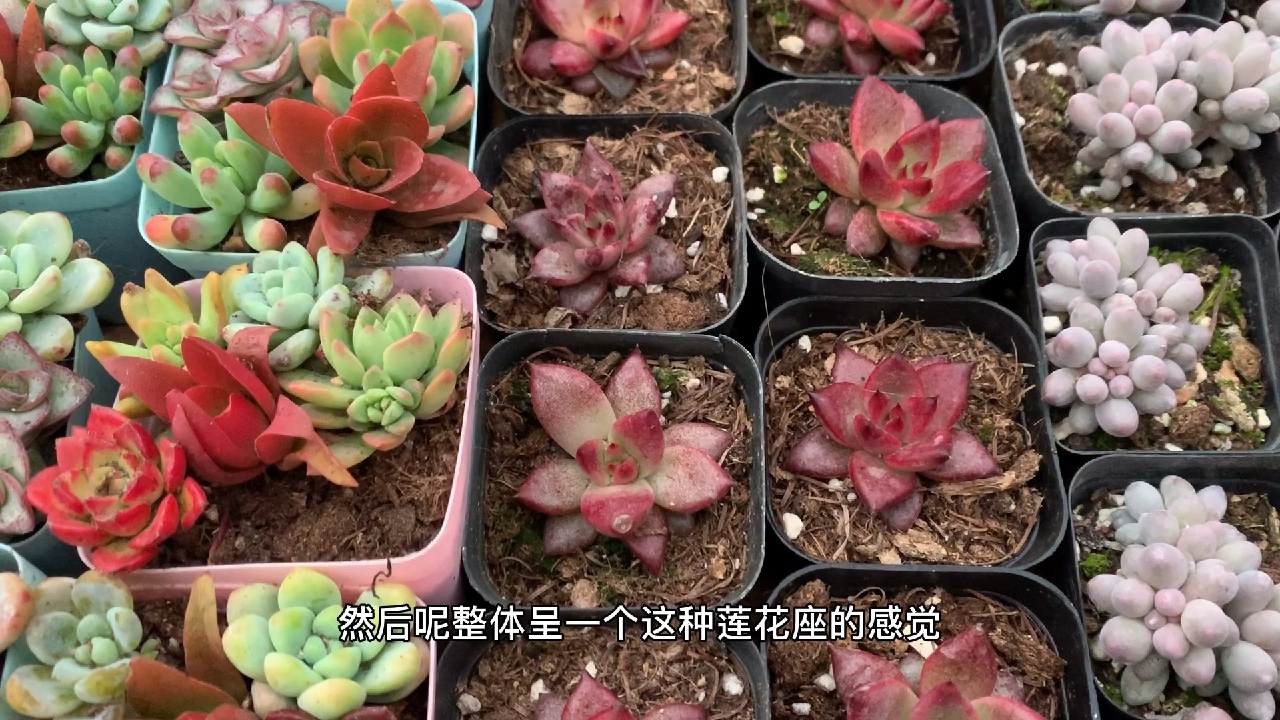 多肉植物之罗宾-大年初一头一天啊