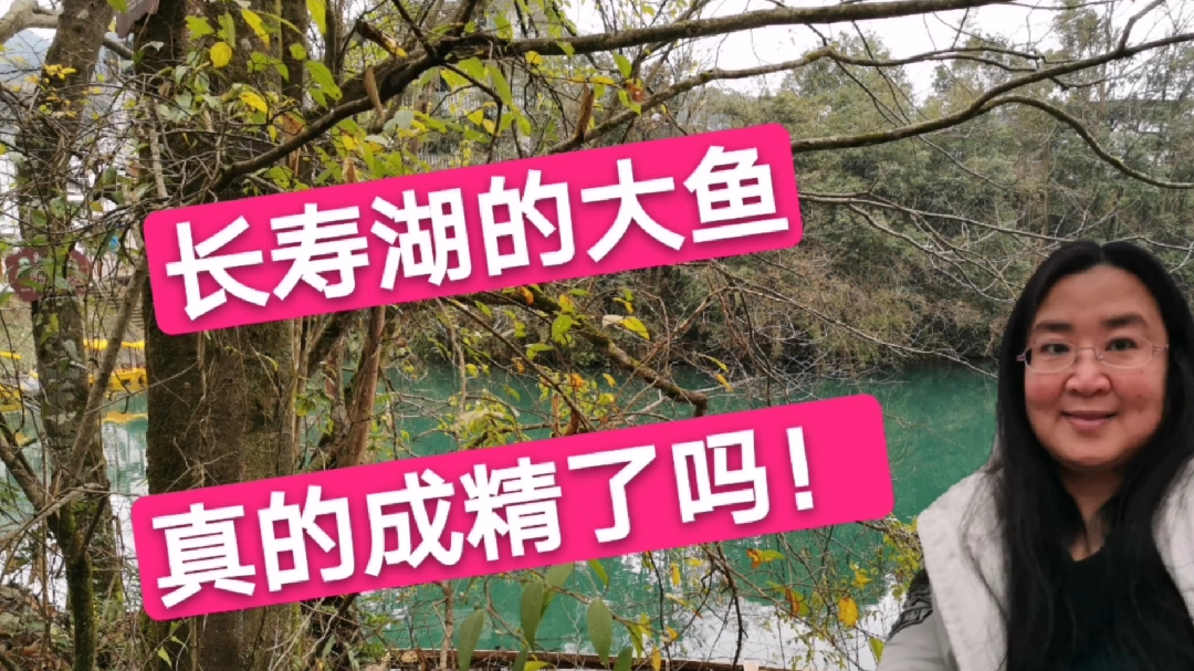贵州铜仁,长寿湖的大鱼成精了,宝妈听说后高兴极了,为啥?