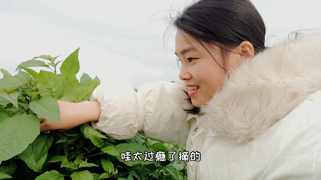 这东西乡下人拿它当草,城里人当宝,妹子摘到手软