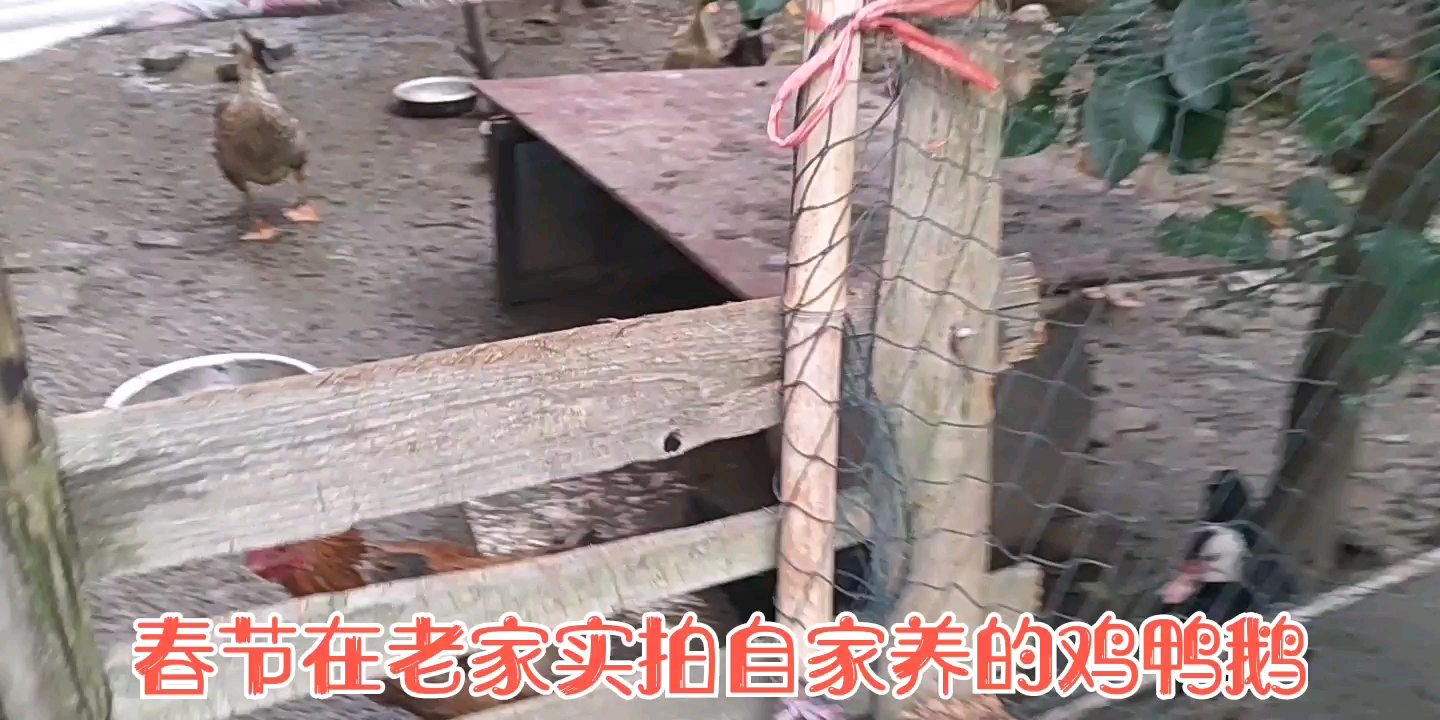 实拍:老家自家饲养的鸡鸭鹅,个个精神抖擞