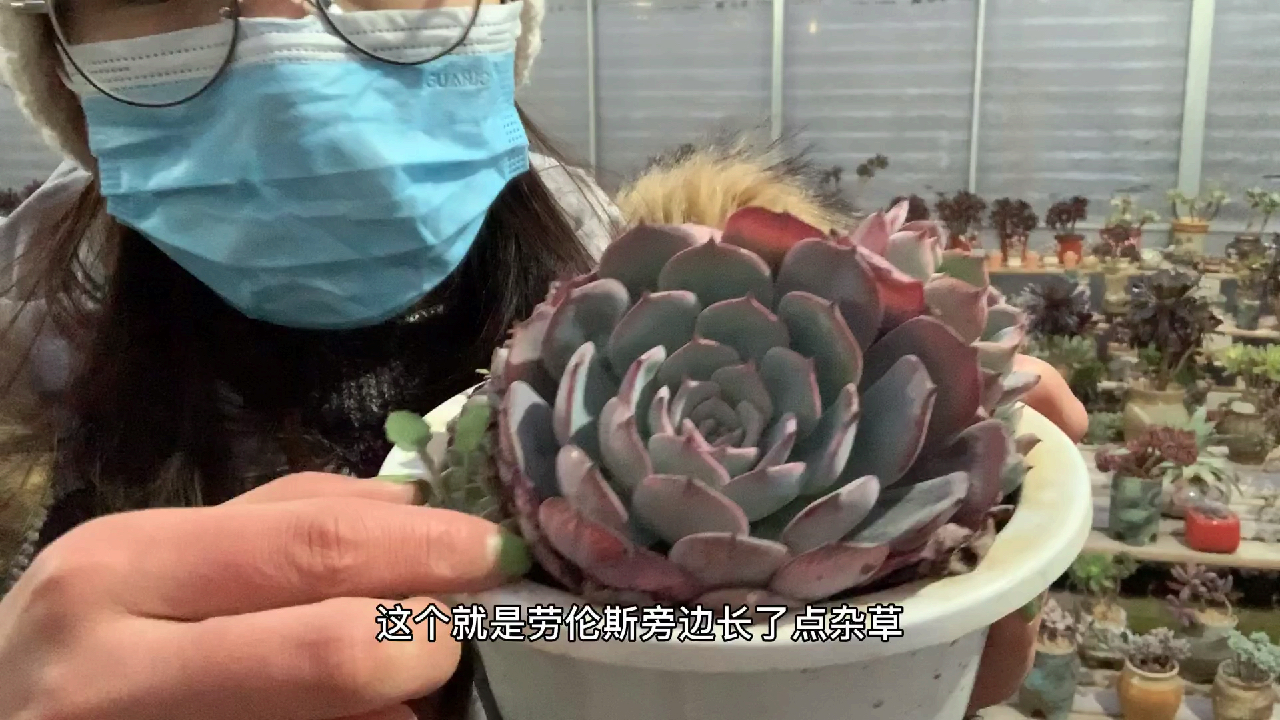 多肉植物之劳伦斯-武汉加油中国加油!