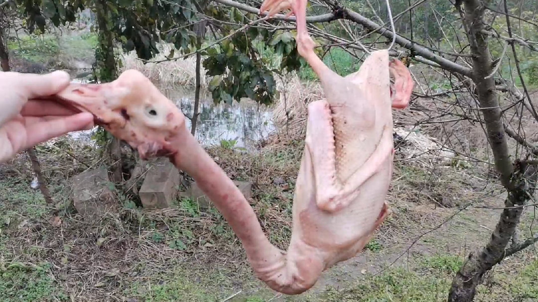 干锅鹅最过瘾的做法,不用一滴水好吃又美味