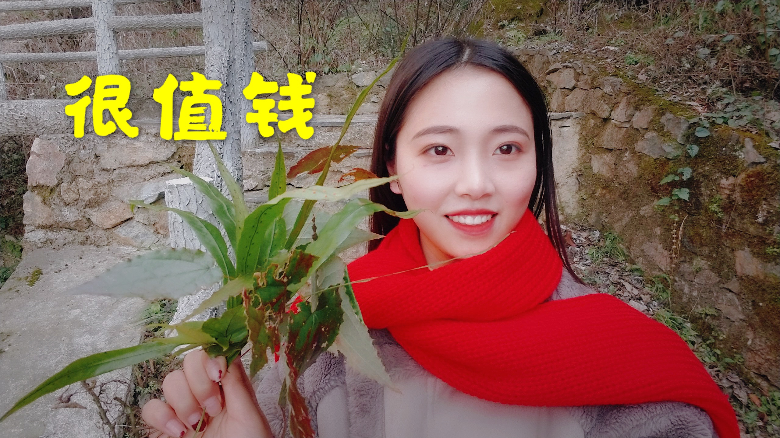 一家人去深山里游玩,发现各种名贵药材,这是要发财了吗