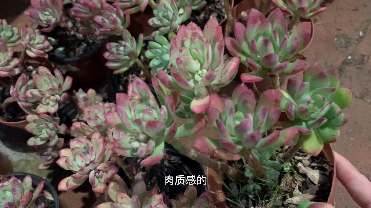 多肉植物之红稚莲-红红火火过大年武汉加油!