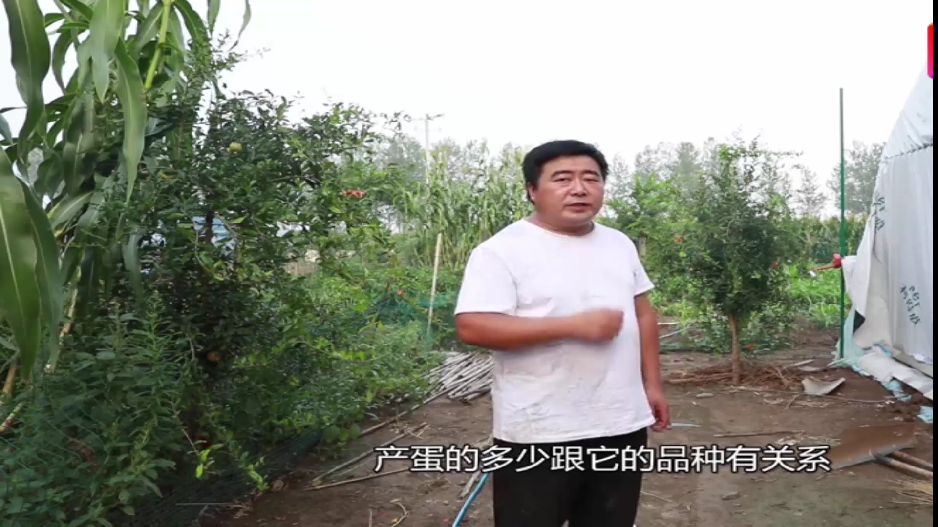 鹅的品种好产蛋就多