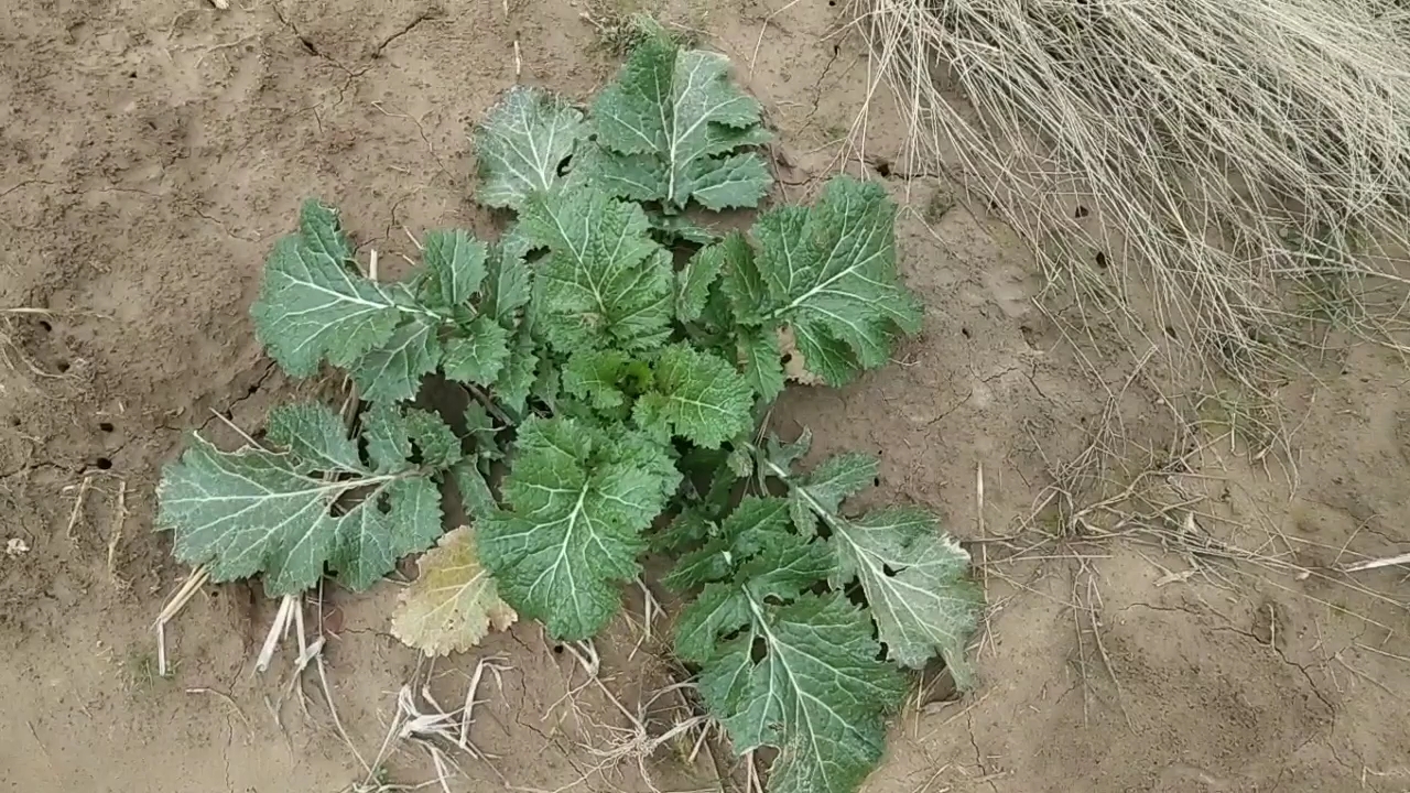 湖北汉川野辣菜,疫情时期出不去,弄点野菜做酸菜吃,开胃好吃。