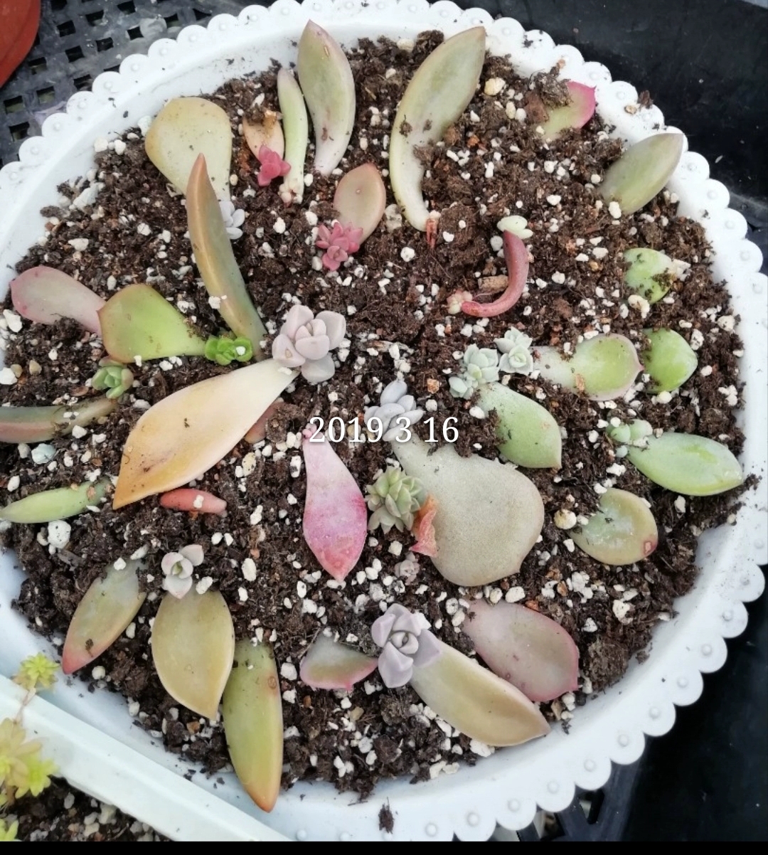 叶片叶插变一朵花神奇吧